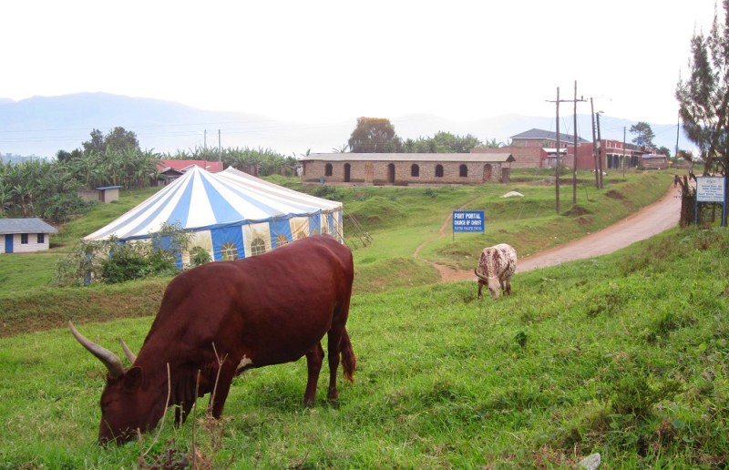 Kühe und Kirche